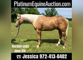 American Quarter Horse, Wallach, 6 Jahre, 163 cm, Palomino, in Ravenna TX,