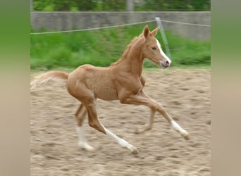 Other Warmbloods, Mare, 1 year, 16.1 hh, Palomino, in Borgentreich,