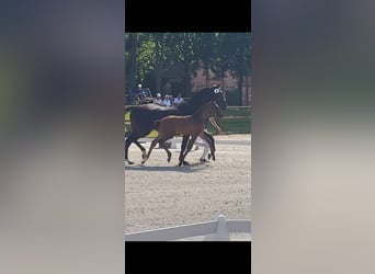 Mecklenburger warmbloed, Merrie, Veulen (05/2025), Zwartbruin, in R&#xF6;bel