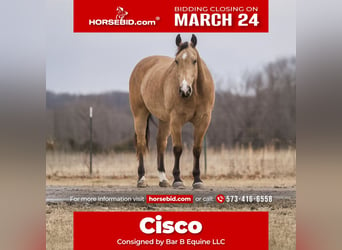 Quarter horse américain, Hongre, 9 Ans, 157 cm, Buckskin, in Macon, MO,