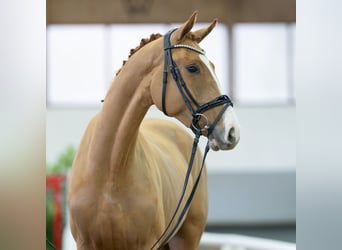 Koń westfalski, Ogier, 3 lat, 160 cm, Kasztanowata, in Münster-Handorf,