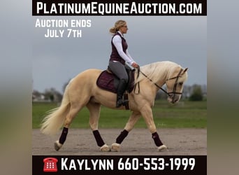 Creme Horse, Wallach, 5 Jahre, 147 cm, Palomino, in Ocala FL,