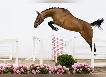 Oldenburger Springpaard, Ruin, 4 Jaar, 168 cm, Bruin, in ROGOWNICA