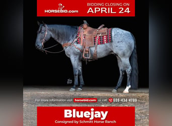 Quarter horse américain, Hongre, 7 Ans, Rouan Bleu, in Holland, IA,