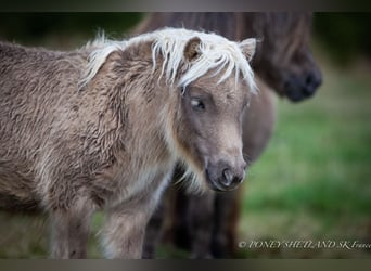 Shetland Ponies, Mare, Foal (04/2024), 9,2 hh, Chestnut-Red, in Courtonne-la-Meurdrac,