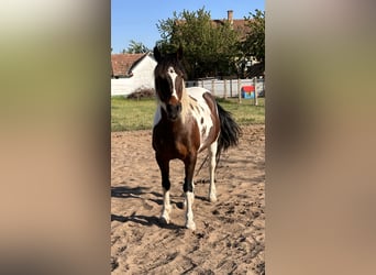 Pintos, Merrie, 13 Jaar, Gevlekt-paard, in Táborfalva,