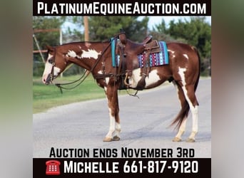 Quarter horse américain, Hongre, 12 Ans, 157 cm, Overo-toutes couleurs, in Stephenville TX,