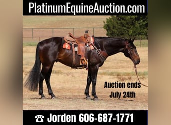 Tennessee walking horse, Ruin, 8 Jaar, Roodbruin, in Cleburne TX,