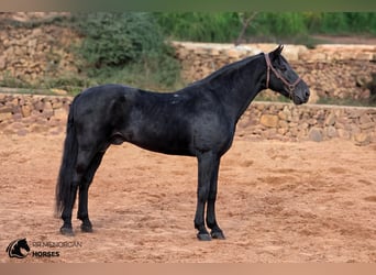 Menorquín, Semental, 12 años, 162 cm, Negro, in Ciutadella De Menorca