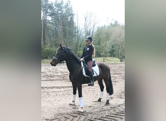 Duits sportpaard, Ruin, 4 Jaar, 163 cm, Donkerbruin, in Kirchdorf