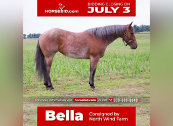 American Quarter Horse, Merrie, 5 Jaar, 152 cm, Roan-Red, in Millersburg, OH,