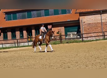 Wallach 8 Jahre