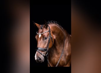 Gelding 10 years