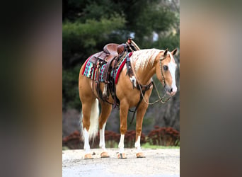 American Quarter Horse, Wallach, 5 Jahre, 147 cm, Palomino, in Millersburg,OH,