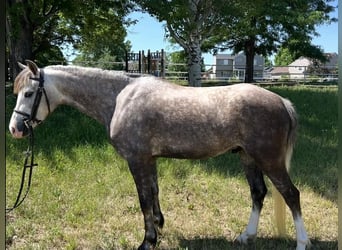 Weitere Ponys/Kleinpferde, Wallach, 5 Jahre, 127 cm, Schimmel, in Fort Collins