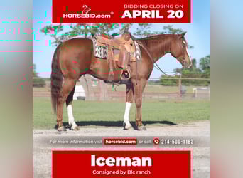 American Quarter Horse, Gelding, 6 years, 15,3 hh, Sorrel, in Grand Saline