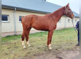 Hanoverian Mix, Gelding, 5 years, 16.3 hh, Bay, in Panevežys,
