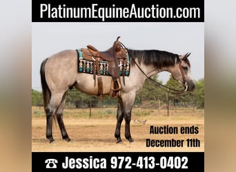 American Quarter Horse, Gelding, 7 years, 15.1 hh, Gray-Dapple, in Ravenna TX,