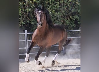 Andaluso, Castrone, 5 Anni, 160 cm, Baio scuro, in Herzberg am Harz