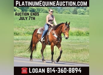 American Quarter Horse, Gelding, 13 years, Bay, in JERSEY  SHORE, PA