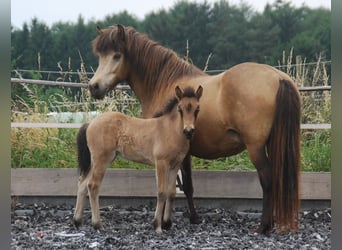 Icelandic Horse, Mare, 16 years, 13,2 hh, Buckskin, in Aichtal