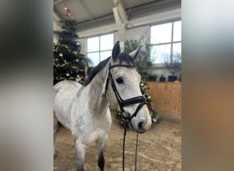Polski koń szlachetny półkrwi, Wałach, 6 lat, 168 cm, Siwa, in Zaręby