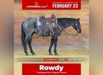 Quarter horse américain, Hongre, 5 Ans, 155 cm, Rouan Bleu, in Clarion