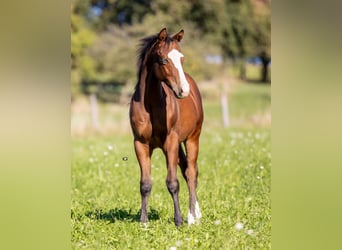 American Quarter Horse, Stallone, 1 Anno, Baio, in Unterprenning