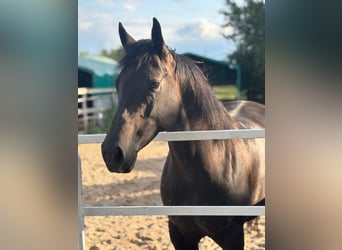 American Quarter Horse, Klacz, 9 lat, 150 cm, , in Zwingenberg