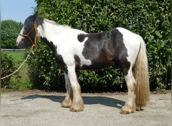 Tinkerhäst, Valack, 3 år, 135 cm, Pinto, in Lathen,