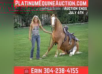 Appaloosa, Hongre, 5 Ans, 145 cm, Palomino, in Flemingsburg KY
