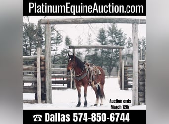 American Quarter Horse, Ruin, 7 Jaar, 160 cm, Roodbruin, in North Judson IN,