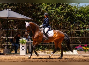 KWPN, Ruin, 11 Jaar, 171 cm, Donkerbruin, in Santa Cruz De Tenerife