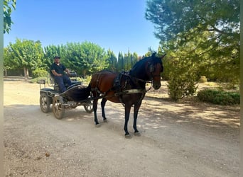 PRE, Stute, 7 Jahre, , in Albacete