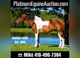 Quarter horse américain, Hongre, 6 Ans, 157 cm, Tobiano-toutes couleurs, in Mt Grove MO,