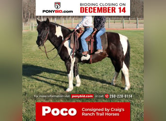 Quarter Pony, Gelding, 7 years, 13.2 hh, Pinto, in Warren,