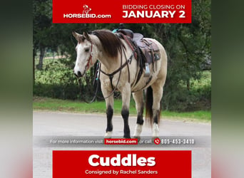 Quarter horse américain Croisé, Hongre, 13 Ans, 157 cm, Buckskin, in Joshua, TX,