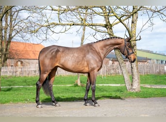 Zangersheider, Mare, 4 years, 15,3 hh, , in GROTE-BROGEL