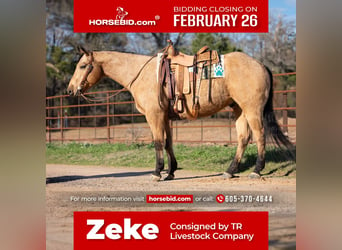 American Quarter Horse, Gelding, 9 years, 15.1 hh, Buckskin, in Rusk, TX,