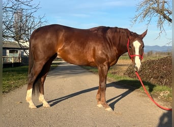 Quarter horse américain, Hongre, 3 Ans, 147 cm, Alezan brûlé, in Kappelen,
