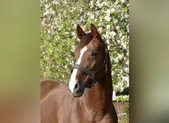 Oldenburg, Mare, 10 years, 16,2 hh, Chestnut, in GehrdeGehrde,