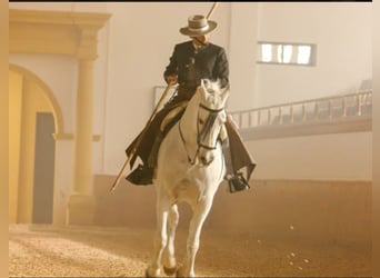 Entdecke Andalusiens Pferdewelt