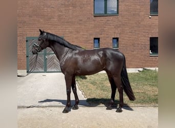 KWPN, Wallach, 3 Jahre, 168 cm, Schwarzbrauner, in Viersen
