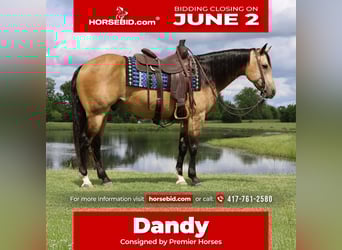 American Quarter Horse, Gelding, 8 years, 15 hh, Buckskin, in Buffalo, MO