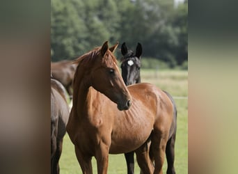 Merrie 1 Jaar