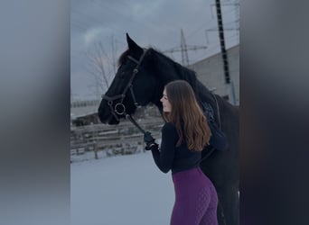 Reitbeteiligung gesucht (Mensch sucht Pferd)