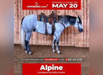 American Quarter Horse, Castrone, 9 Anni, 157 cm, Grigio, in Kalispell,