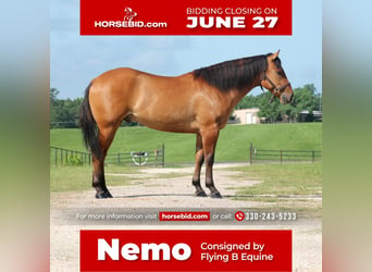 Quarter horse américain Croisé, Hongre, 6 Ans, 152 cm, Alezan dun, in Huntsville, TX,