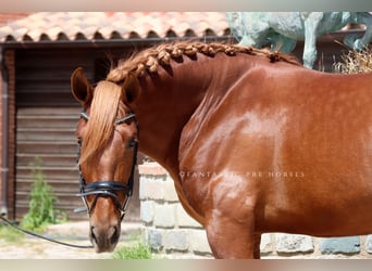 PRE, Semental, 4 años, 164 cm, Alazán, in Santa Perpetua de Mogoda