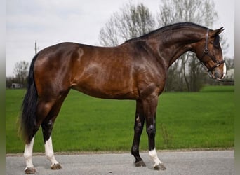 Zangersheide, Merrie, 4 Jaar, 170 cm, Bruin, in Szarvas